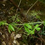 Fotografia 3 da espécie Rubia peregrina subesp. peregrina do Jardim Botânico UTAD