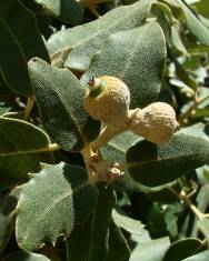 Fotografia da espécie Quercus rotundifolia