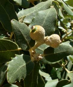 Fotografia da espécie Quercus rotundifolia