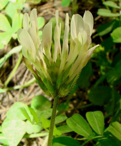 Fotografia de capa Trifolium clypeatum - do Jardim Botânico