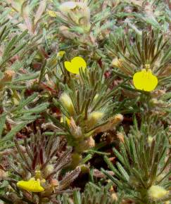 Fotografia da espécie Ajuga chamaepitys