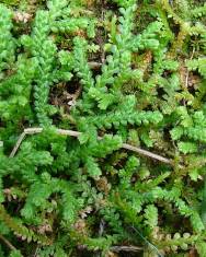 Fotografia da espécie Selaginella denticulata