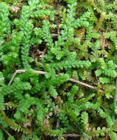 Fotografia da espécie Selaginella denticulata