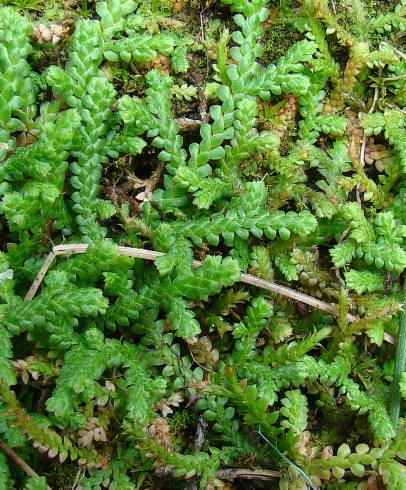 Fotografia de capa Selaginella denticulata - do Jardim Botânico