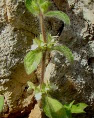 Fotografia da espécie Sideritis curvidens