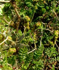 Fotografia da espécie Sarcopoterium spinosum