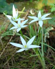 Fotografia da espécie Ornithogalum divergens