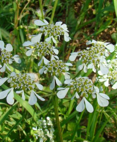 Fotografia de capa Tordylium apulum - do Jardim Botânico