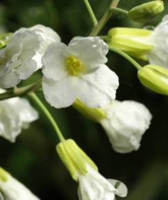 Fotografia da espécie Brassica oleracea