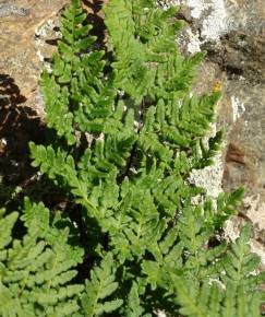 Fotografia da espécie Cheilanthes hispanica