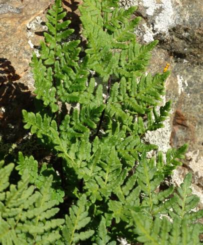 Fotografia de capa Cheilanthes hispanica - do Jardim Botânico