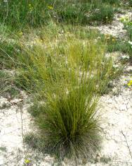 Fotografia da espécie Stipa juncea