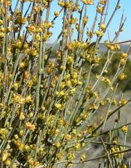 Ephedra distachya subesp. distachya