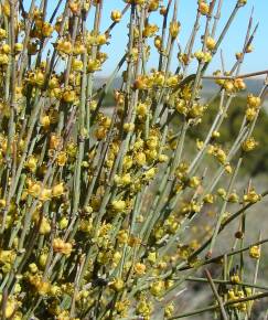 Fotografia da espécie Ephedra distachya