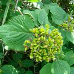 Fotografia 1 da espécie Viburnum lantana do Jardim Botânico UTAD