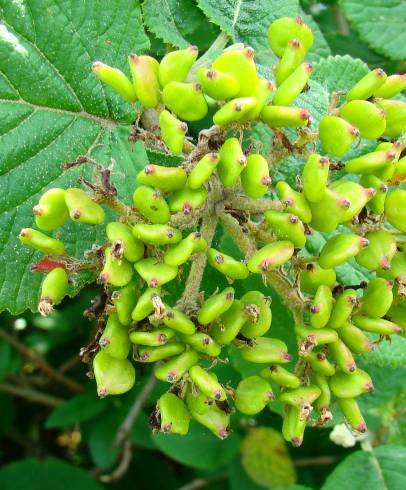 Fotografia de capa Viburnum lantana - do Jardim Botânico