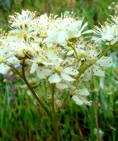 Fotografia da espécie Filipendula vulgaris