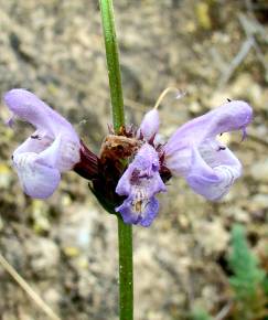 Fotografia da espécie Salvia lavandulifolia