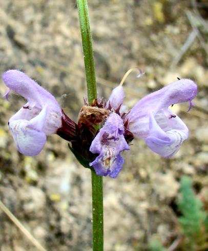 Fotografia de capa Salvia lavandulifolia subesp. lavandulifolia - do Jardim Botânico