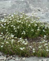 Fotografia da espécie Arenaria grandiflora subesp. grandiflora