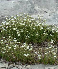 Fotografia da espécie Arenaria grandiflora