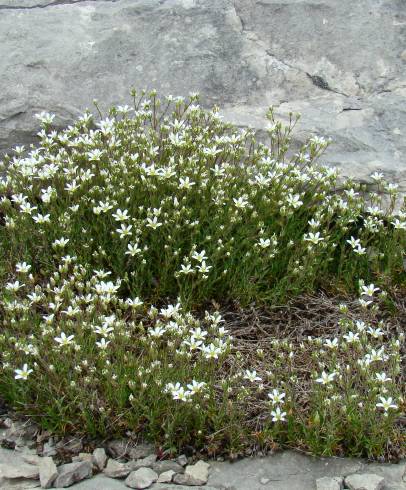 Fotografia de capa Arenaria grandiflora subesp. grandiflora - do Jardim Botânico