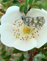 Rosa pimpinellifolia subesp. pimpinellifolia