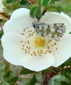 Fotografia da espécie Rosa pimpinellifolia