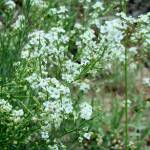 Fotografia 1 da espécie Lepidium subulatum do Jardim Botânico UTAD