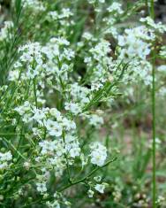 Fotografia da espécie Lepidium subulatum