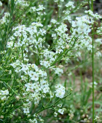 Fotografia de capa Lepidium subulatum - do Jardim Botânico