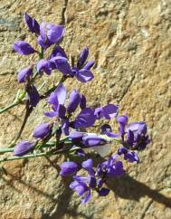 Polygala microphylla