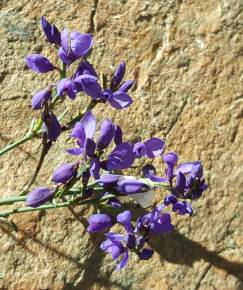 Fotografia da espécie Polygala microphylla