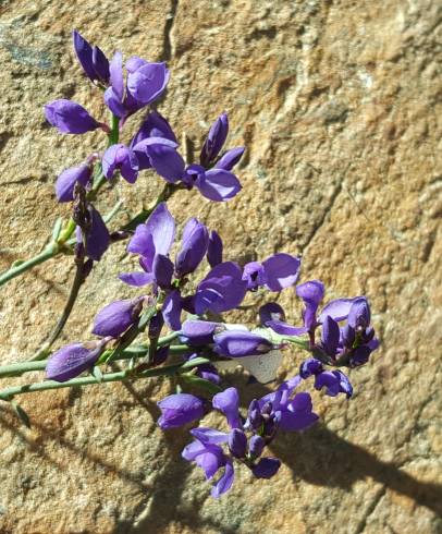 Fotografia de capa Polygala microphylla - do Jardim Botânico