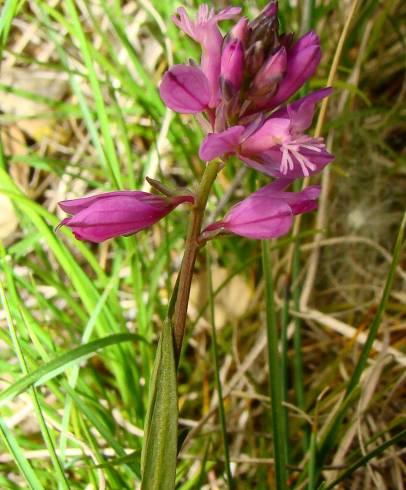 Fotografia de capa Polygala exilis - do Jardim Botânico