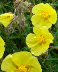 Fotografia da espécie Helianthemum hirtum