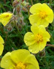 Helianthemum hirtum