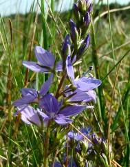 Veronica sennenii