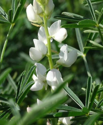 Fotografia de capa Lupinus albus - do Jardim Botânico