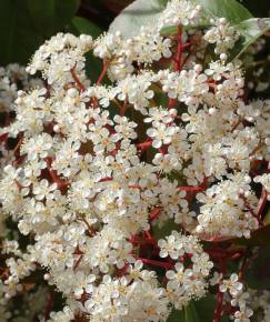 Fotografia da espécie Photinia x fraseri