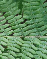 Fotografia da espécie Athyrium filix-femina