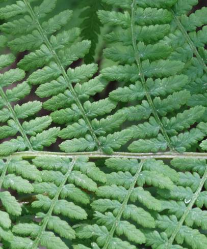 Fotografia de capa Athyrium filix-femina - do Jardim Botânico