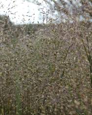 Fotografia da espécie Molineriella minuta subesp. australis