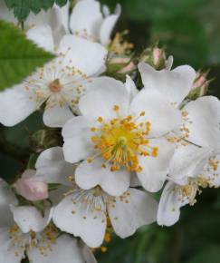 Fotografia da espécie Rosa multiflora