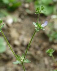 Fotografia da espécie Campanula erinus