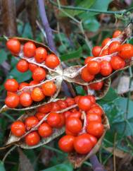 Iris foetidissima