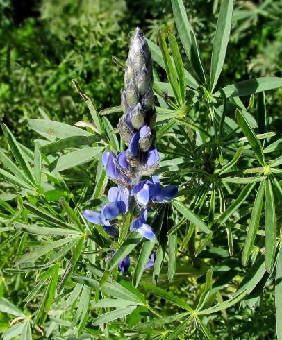 Fotografia de capa Lupinus angustifolius - do Jardim Botânico