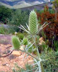 Fotografia da espécie Eryngium duriaei