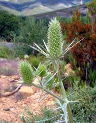 Eryngium duriaei