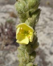 Fotografia da espécie Verbascum litigiosum